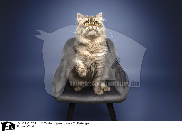 Perser Ktzin / female Persian cat / CF-01794