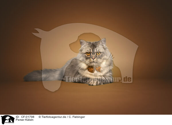 Perser Ktzin / female Persian cat / CF-01798