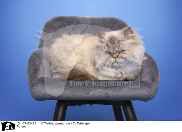 Perser / Persia cat / CF-03425
