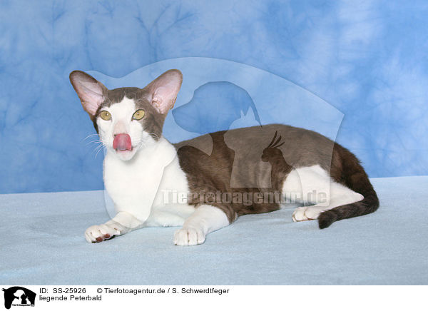 liegende Peterbald / lying Peterbald / SS-25926