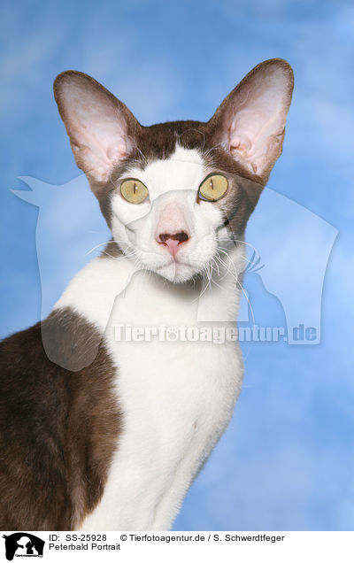 Peterbald Portrait / SS-25928