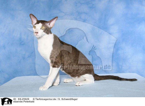 sitzende Peterbald / SS-25929