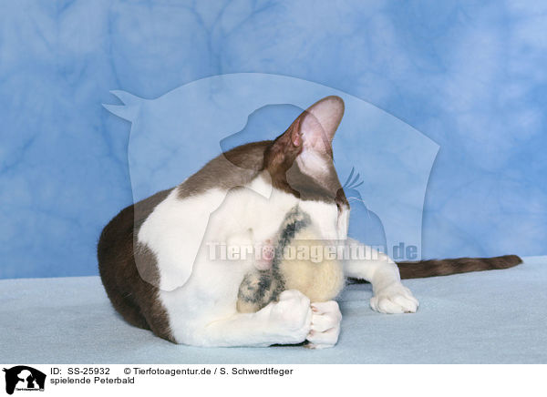 spielende Peterbald / playing Peterbald / SS-25932