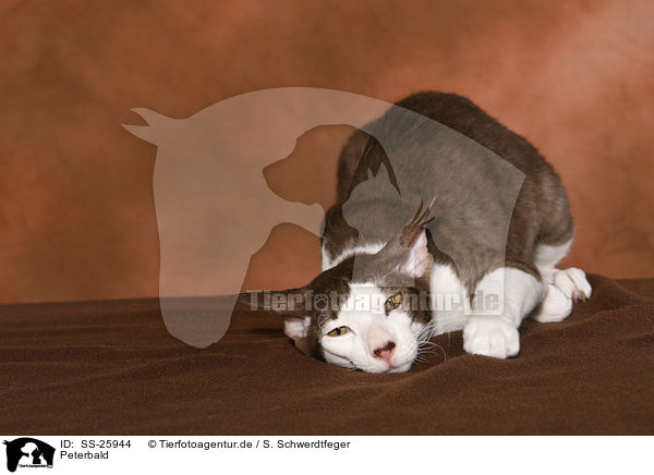 Peterbald / Peterbald / SS-25944