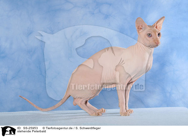 stehende Peterbald / SS-25953