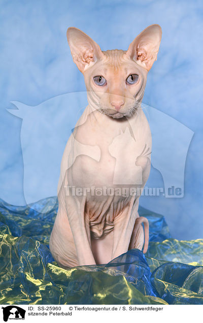 sitzende Peterbald / sitting Peterbald / SS-25960