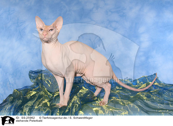 stehende Peterbald / standing Peterbald / SS-25962