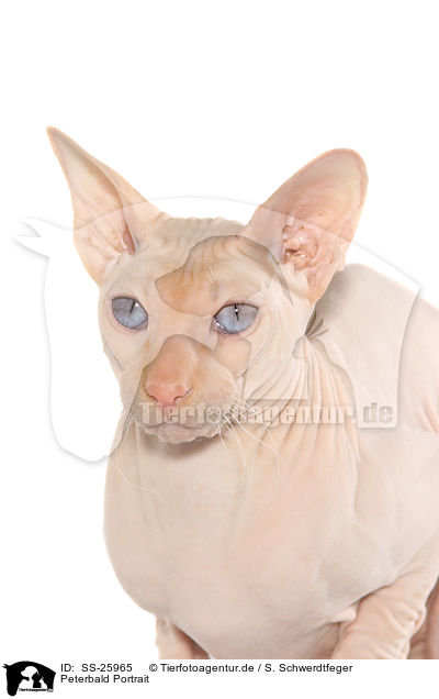 Peterbald Portrait / Peterbald Portrait / SS-25965