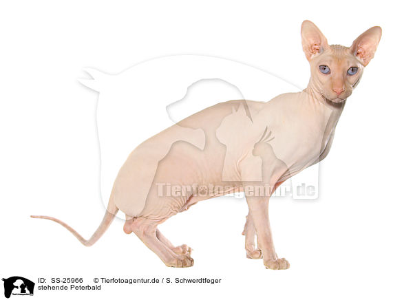 stehende Peterbald / standing Peterbald / SS-25966