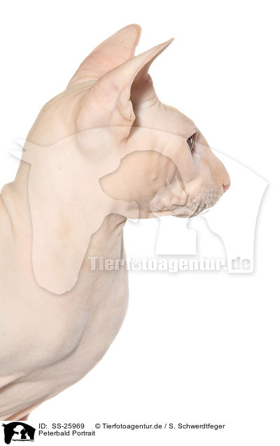 Peterbald Portrait / Peterbald Portrait / SS-25969