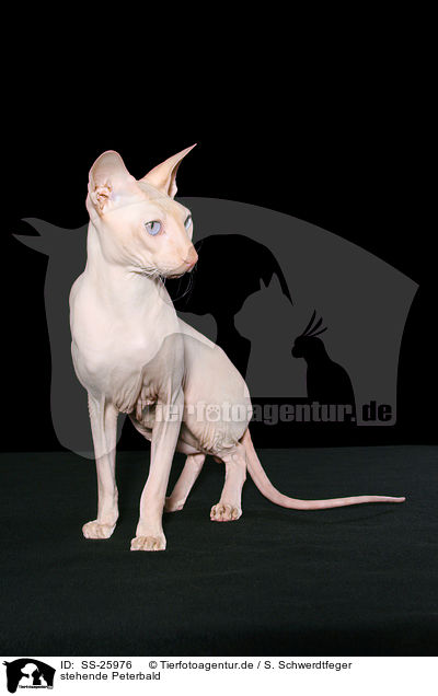 stehende Peterbald / SS-25976