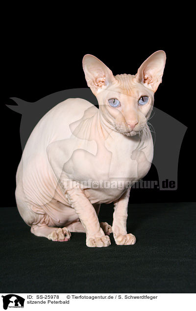 sitzende Peterbald / SS-25978