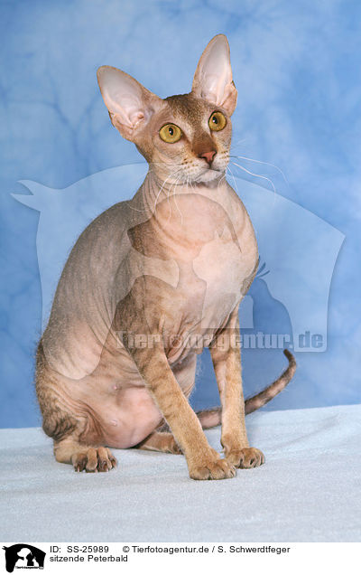 sitzende Peterbald / SS-25989
