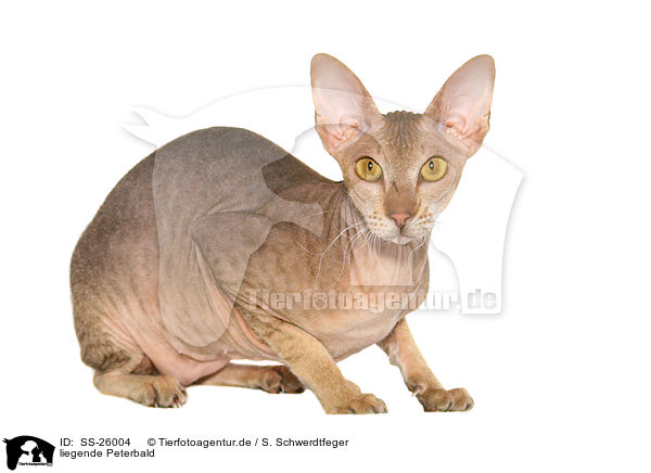 liegende Peterbald / SS-26004