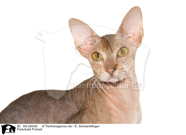 Peterbald Portrait / SS-26008