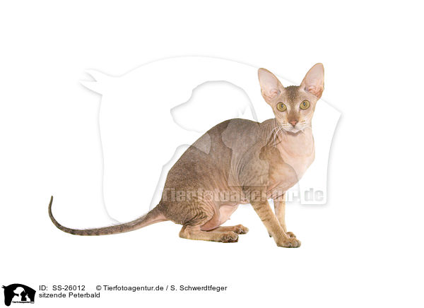 sitzende Peterbald / sitting Peterbald / SS-26012