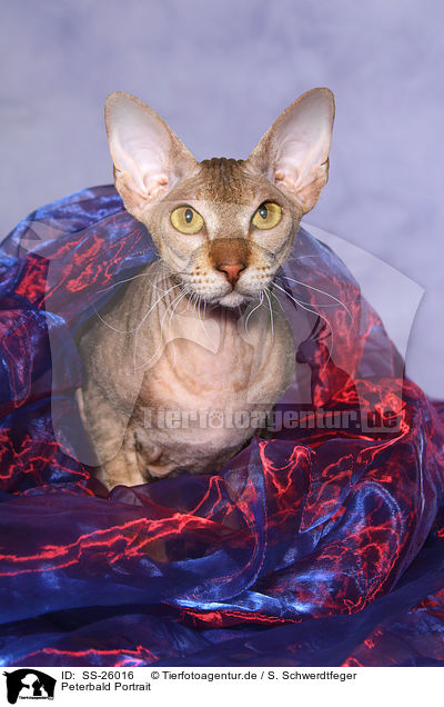 Peterbald Portrait / Peterbald Portrait / SS-26016