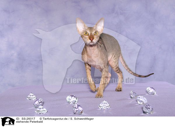 stehende Peterbald / standing Peterbald / SS-26017