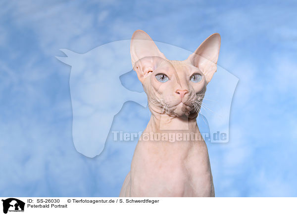 Peterbald Portrait / SS-26030