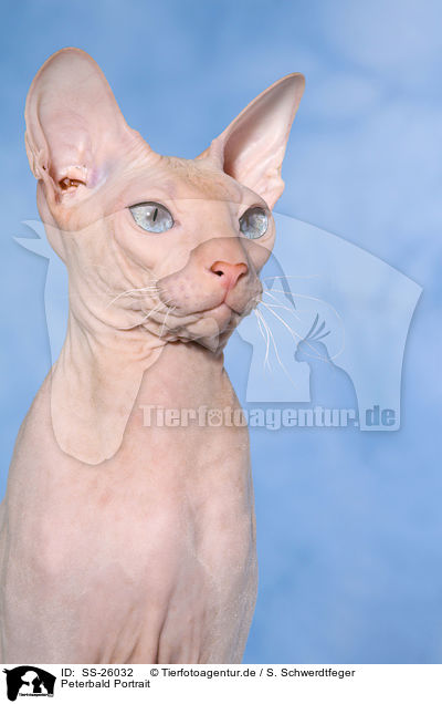 Peterbald Portrait / SS-26032