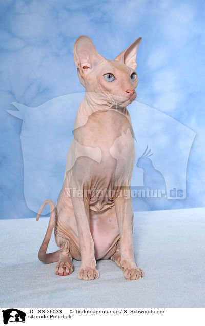 sitzende Peterbald / SS-26033