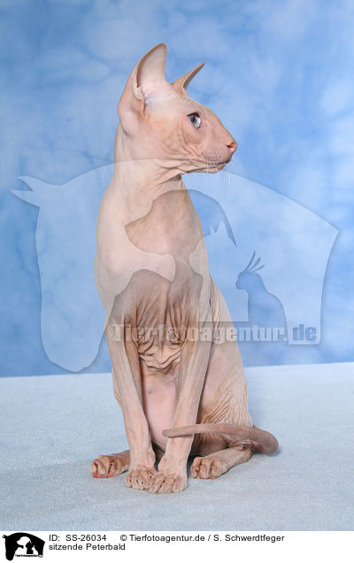 sitzende Peterbald / sitting Peterbald / SS-26034
