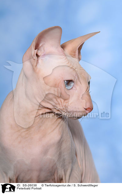 Peterbald Portrait / Peterbald Portrait / SS-26036