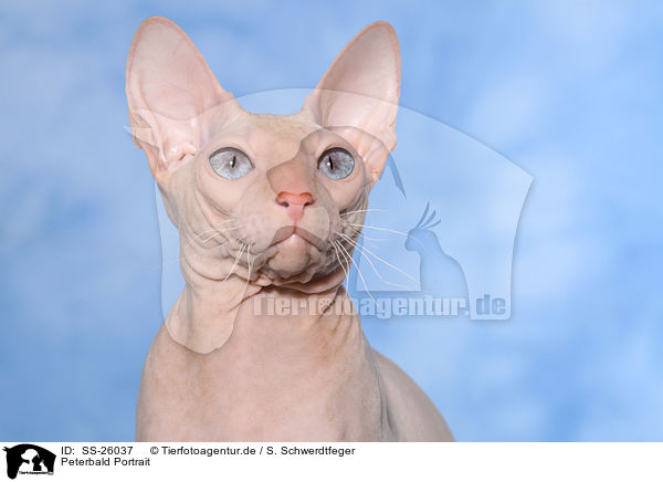 Peterbald Portrait / Peterbald Portrait / SS-26037