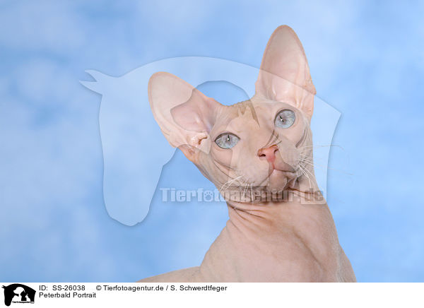 Peterbald Portrait / SS-26038