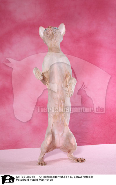 Peterbald macht Mnnchen / SS-26045