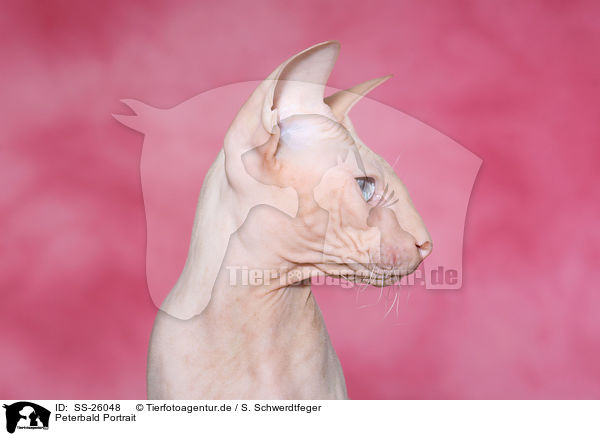 Peterbald Portrait / Peterbald Portrait / SS-26048