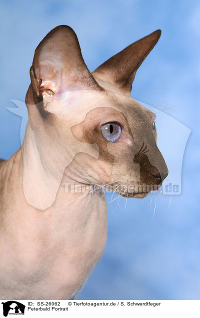 Peterbald Portrait / Peterbald Portrait / SS-26062