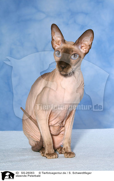 sitzende Peterbald / sitting Peterbald / SS-26063