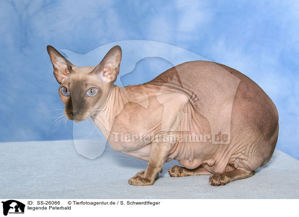 liegende Peterbald / lying Peterbald / SS-26066