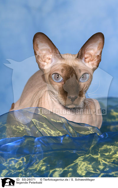 liegende Peterbald / lying Peterbald / SS-26071