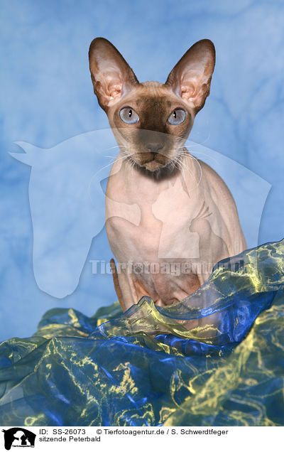 sitzende Peterbald / sitting Peterbald / SS-26073
