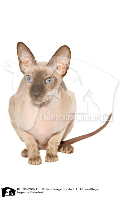 liegende Peterbald / lying Peterbald / SS-26074