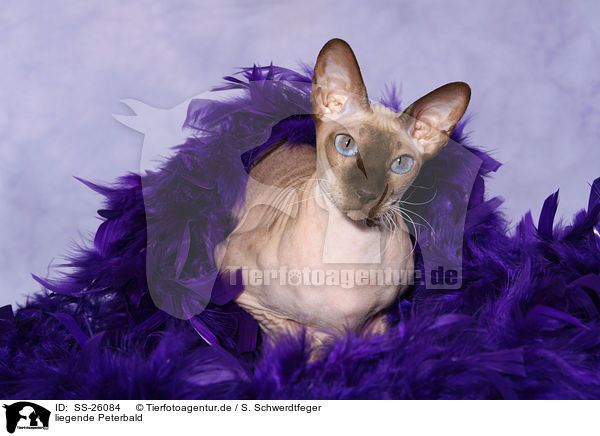 liegende Peterbald / SS-26084