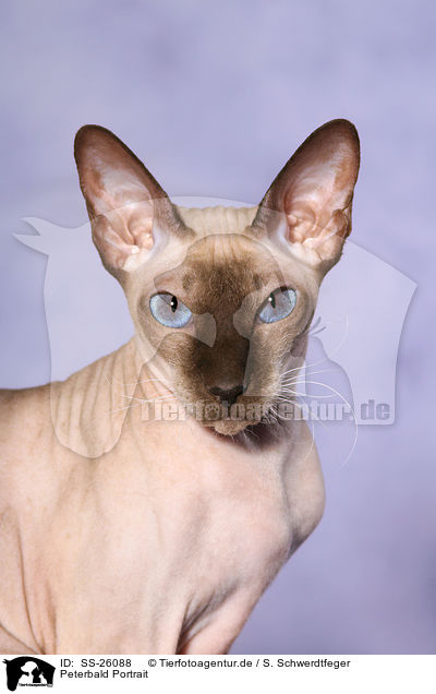 Peterbald Portrait / Peterbald Portrait / SS-26088