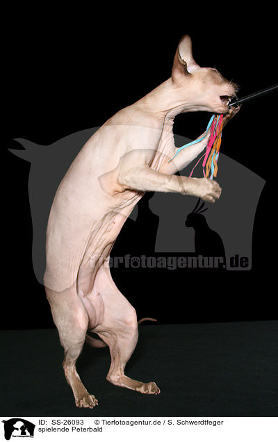 spielende Peterbald / playing Peterbald / SS-26093