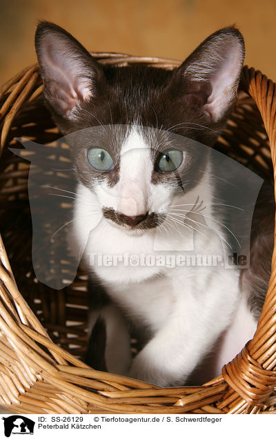 Peterbald Ktzchen / SS-26129