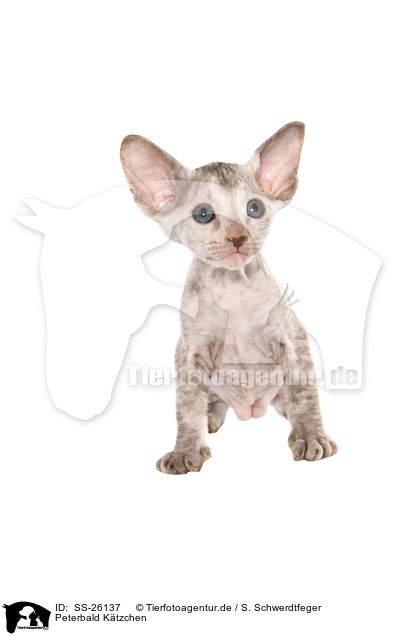Peterbald Ktzchen / Peterbald kitten / SS-26137