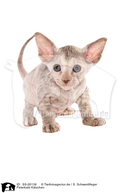 Peterbald Ktzchen / Peterbald kitten / SS-26138
