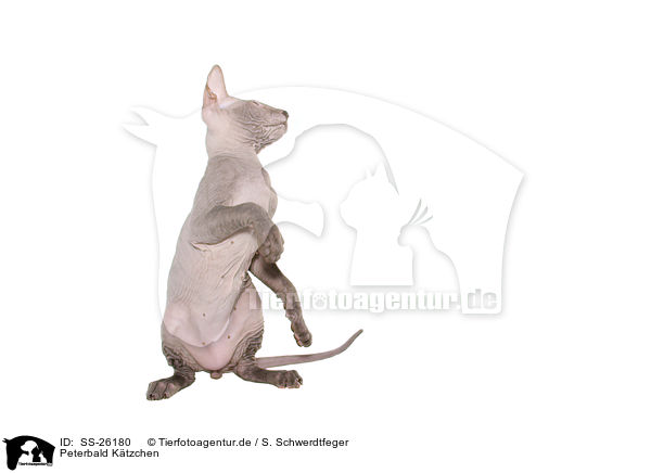 Peterbald Ktzchen / SS-26180