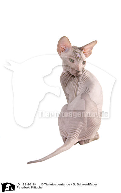 Peterbald Ktzchen / SS-26184