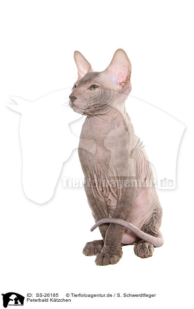 Peterbald Ktzchen / SS-26185