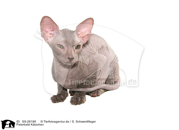 Peterbald Ktzchen / SS-26186