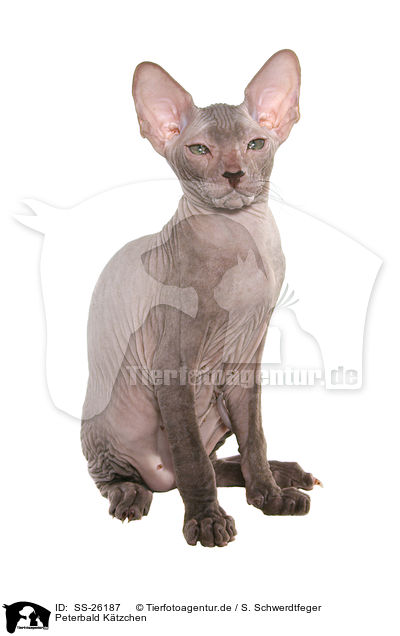 Peterbald Ktzchen / Peterbald kitten / SS-26187