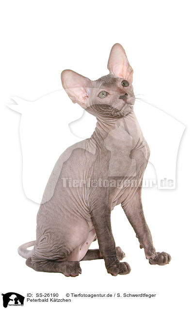 Peterbald Ktzchen / SS-26190