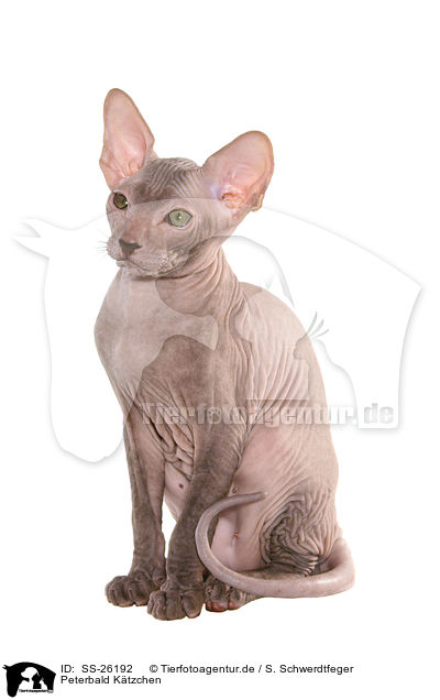 Peterbald Ktzchen / SS-26192